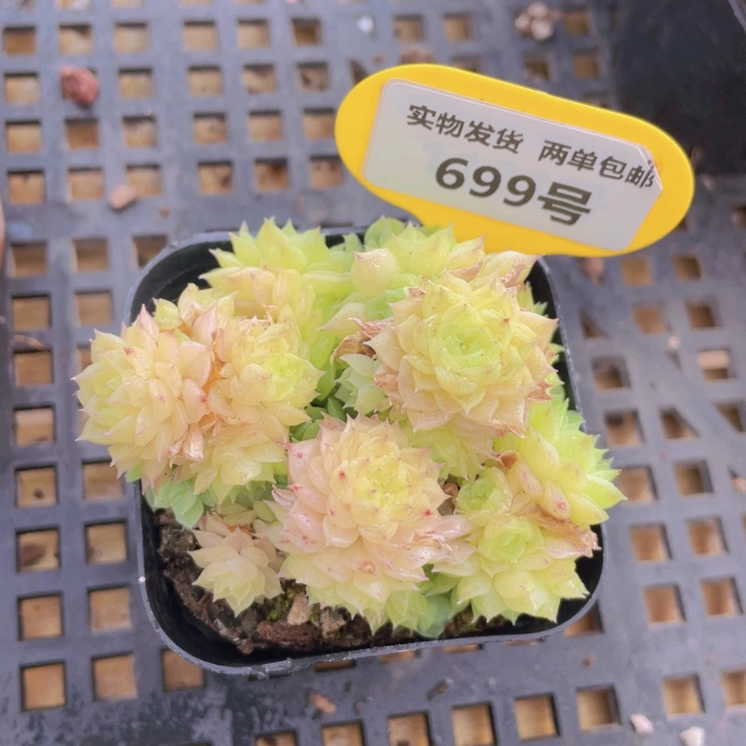 699号 小脸麦秆大群生一个不包整