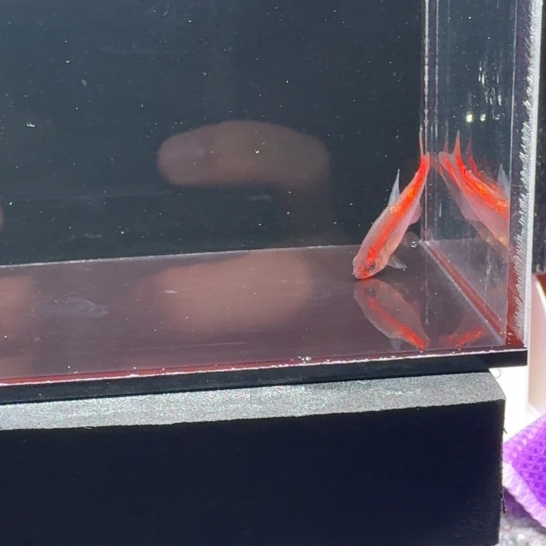 灯科鱼碎金红红以3-3.5cm