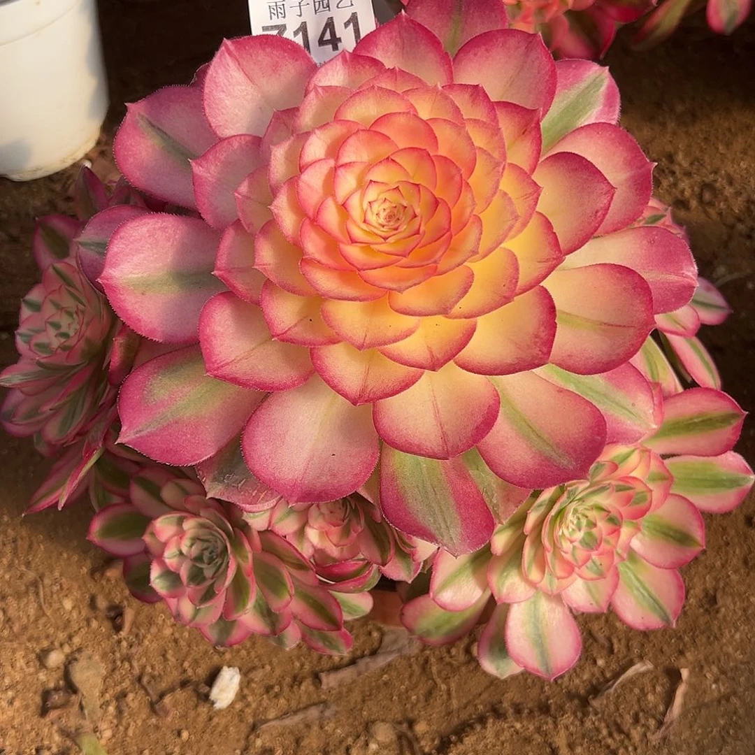 141倾城尺寸20左右