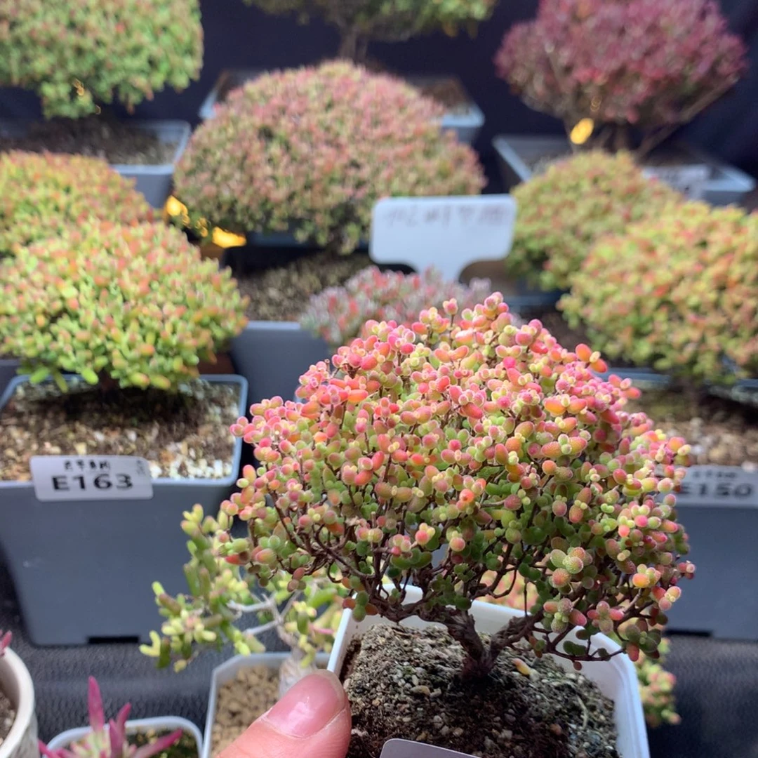 119蜜橘糖球