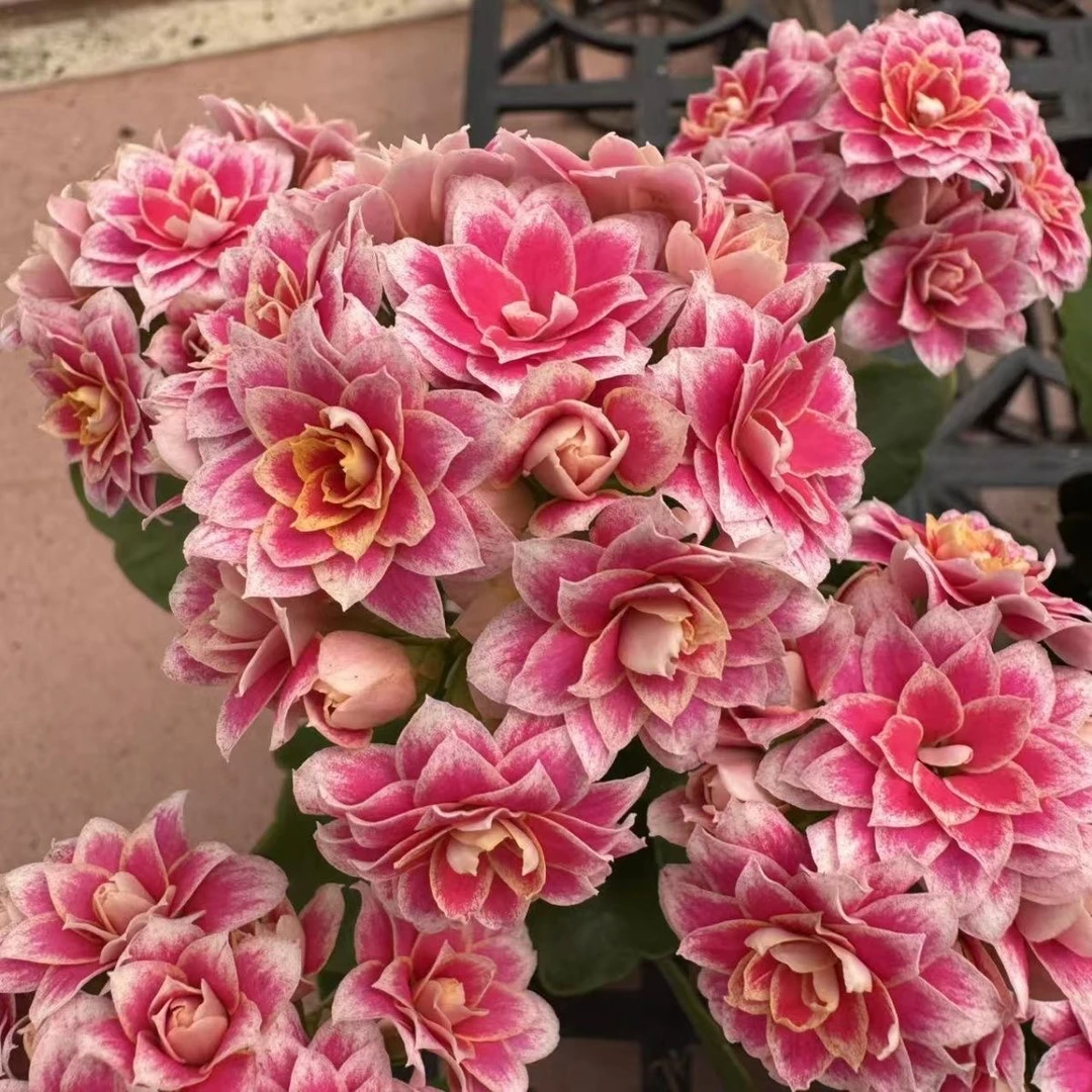 稀有新品胭脂笑110盆长寿花带喷砂白边