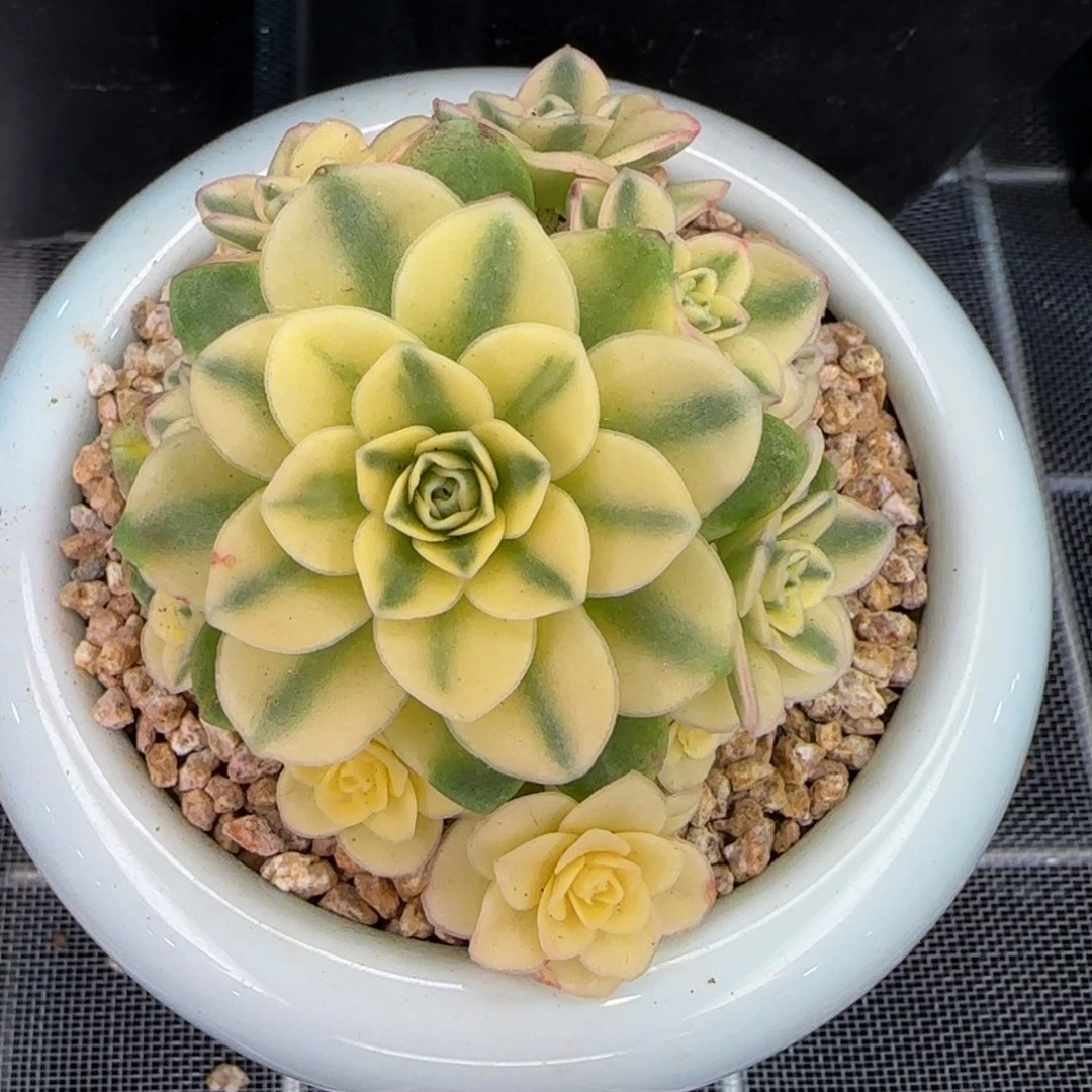 从前慢花园精选多肉猫眼玫瑰锦