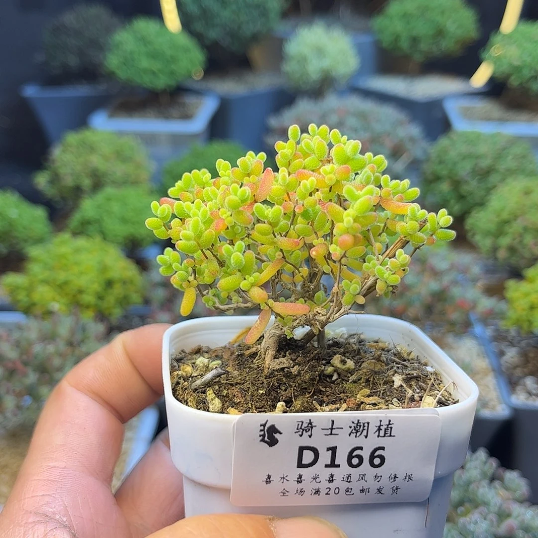 166蜜橘糖球枝干多肉