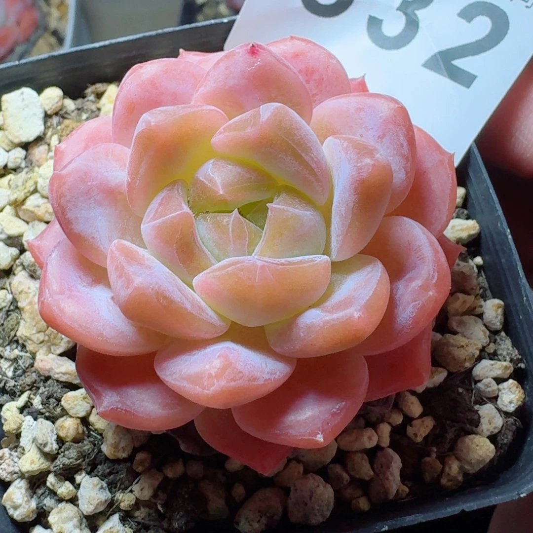 粉魄            精美多肉植物