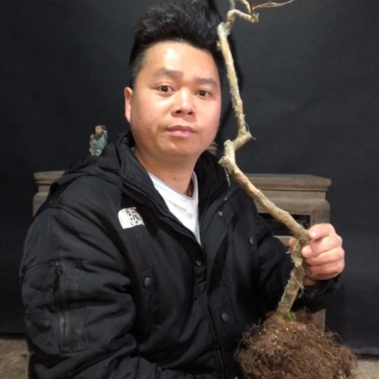 盆景素材盆栽绿植