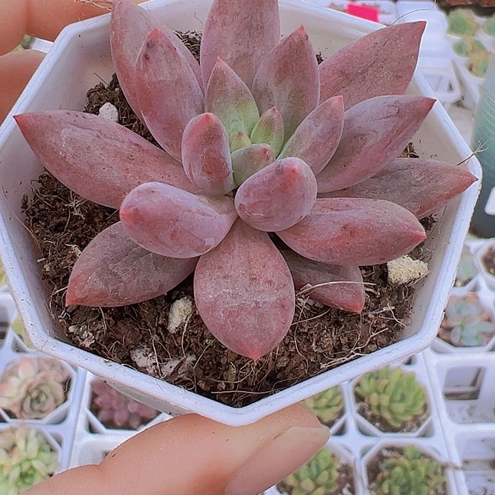 水晶球多肉19包邮