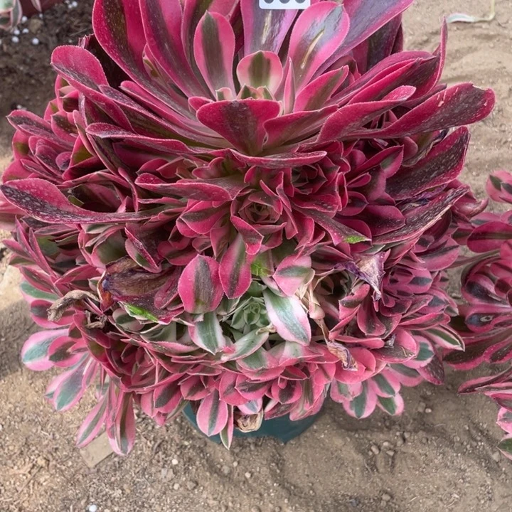 向*葵035多肉植物粉女巫