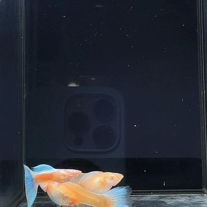 孔雀鱼蓝白大c一组3条