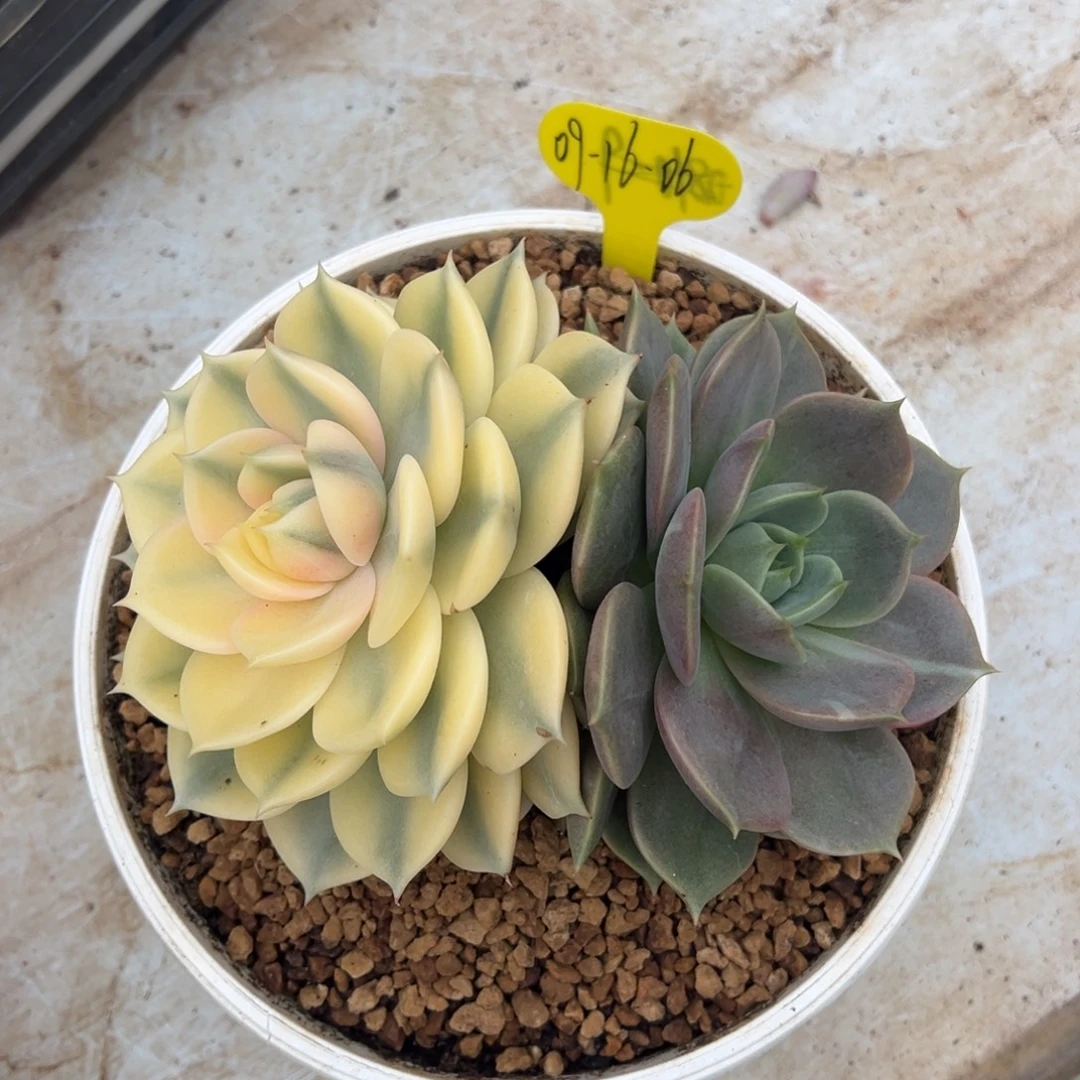 09-16-06贝加尔湖锦多肉植物