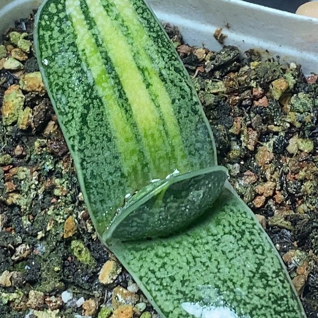 不带盆脱土裸根发货