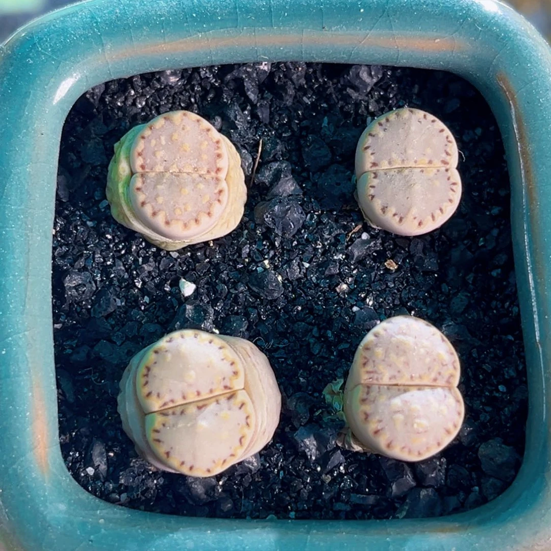 41四颗油画饼干连盆带土包邮