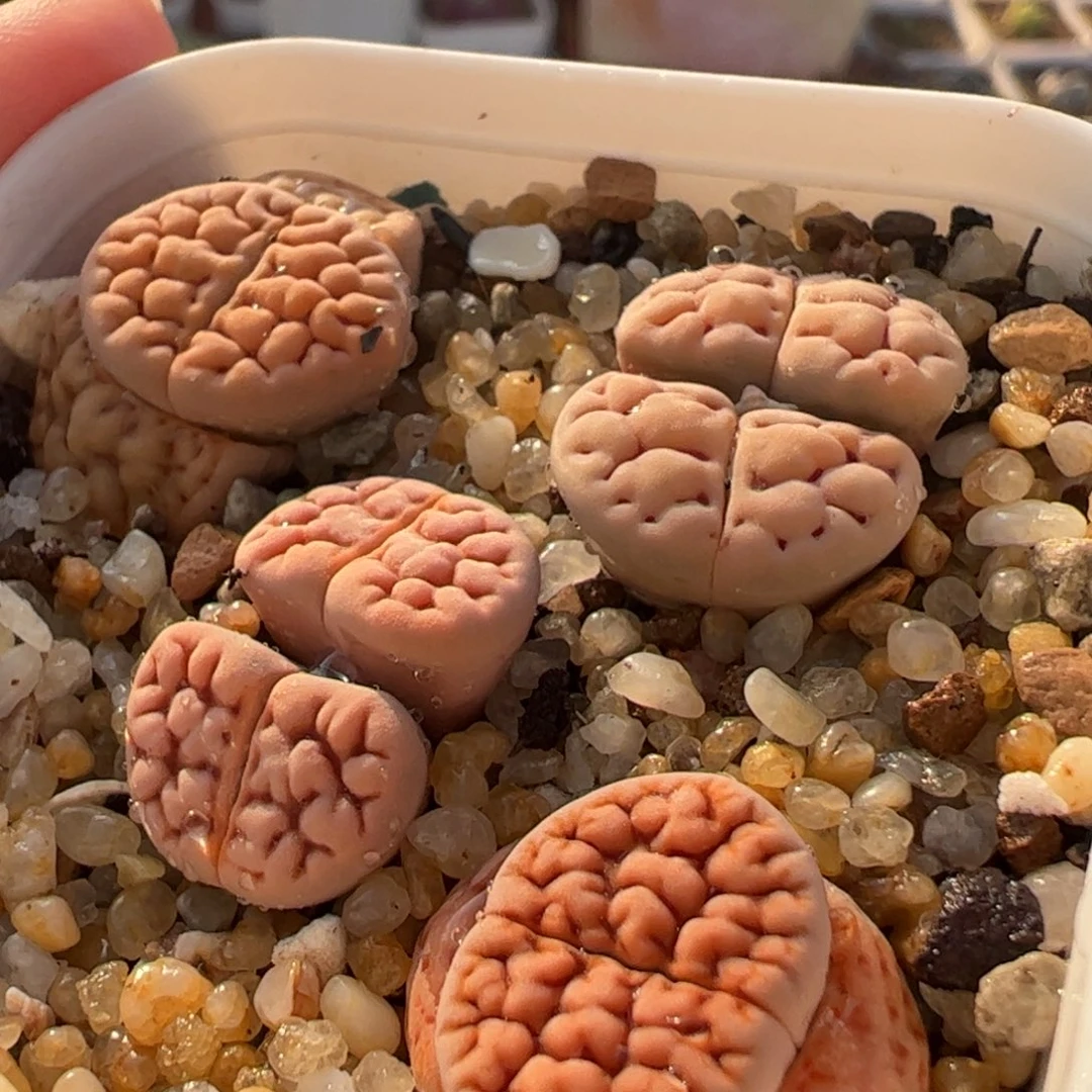 多肉植物脑纹多肉植物百科