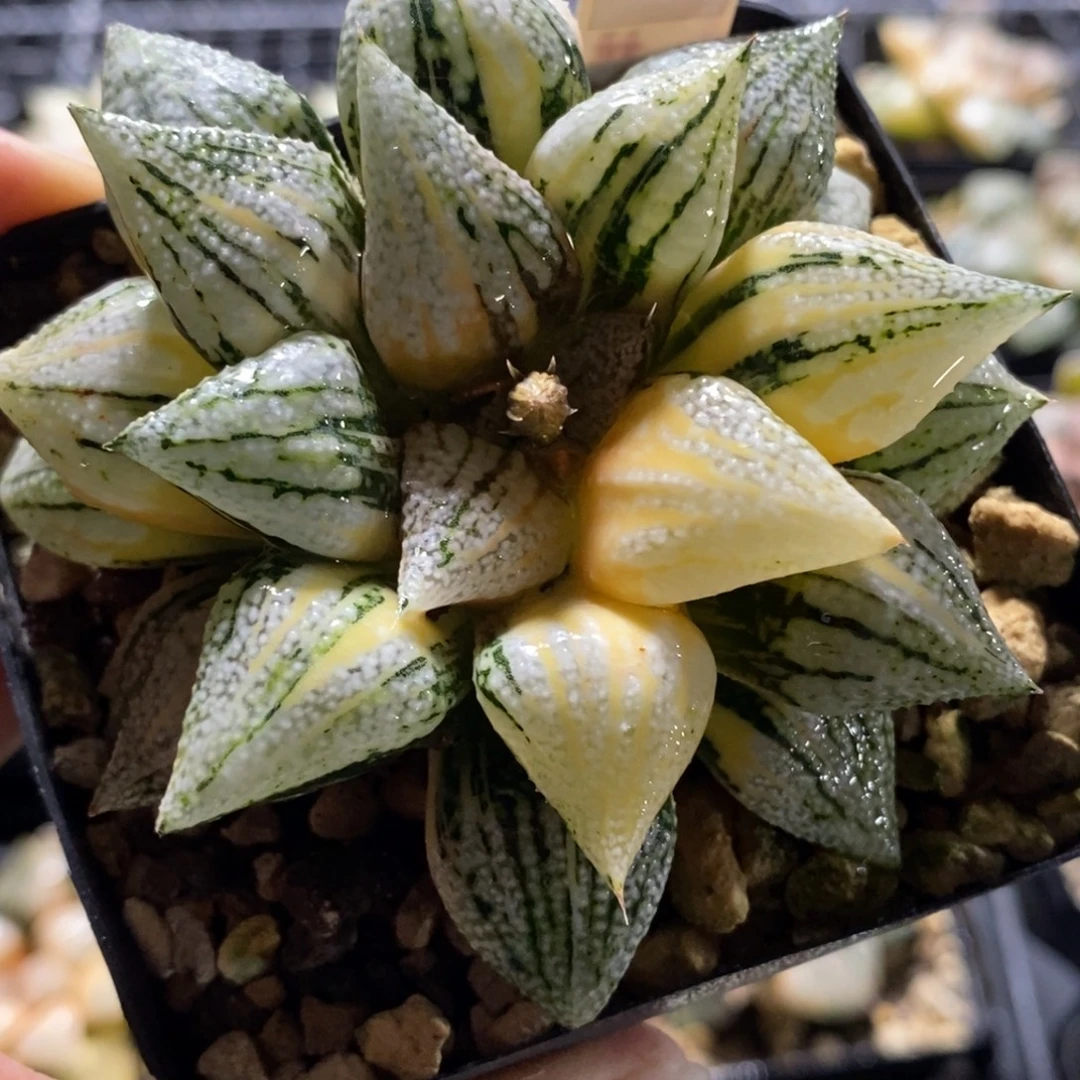 46实生尖叶白银寿锦