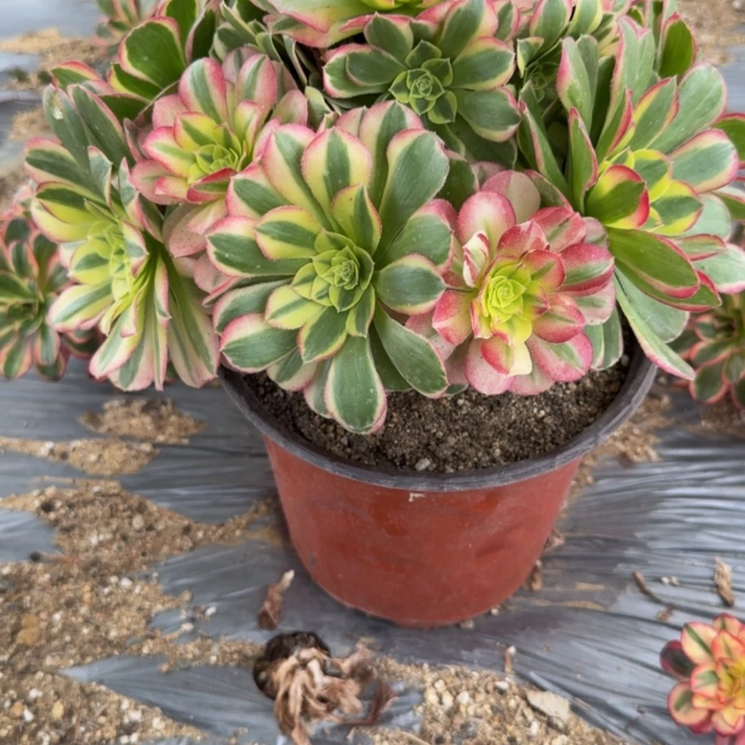 696水中月。多肉植物z