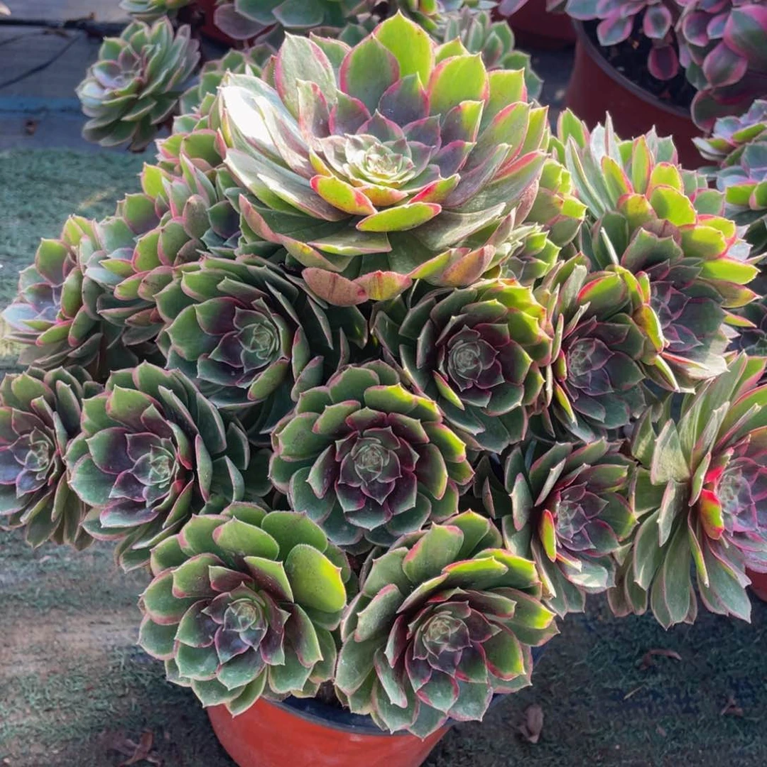 162粉花妖精品法师老桩