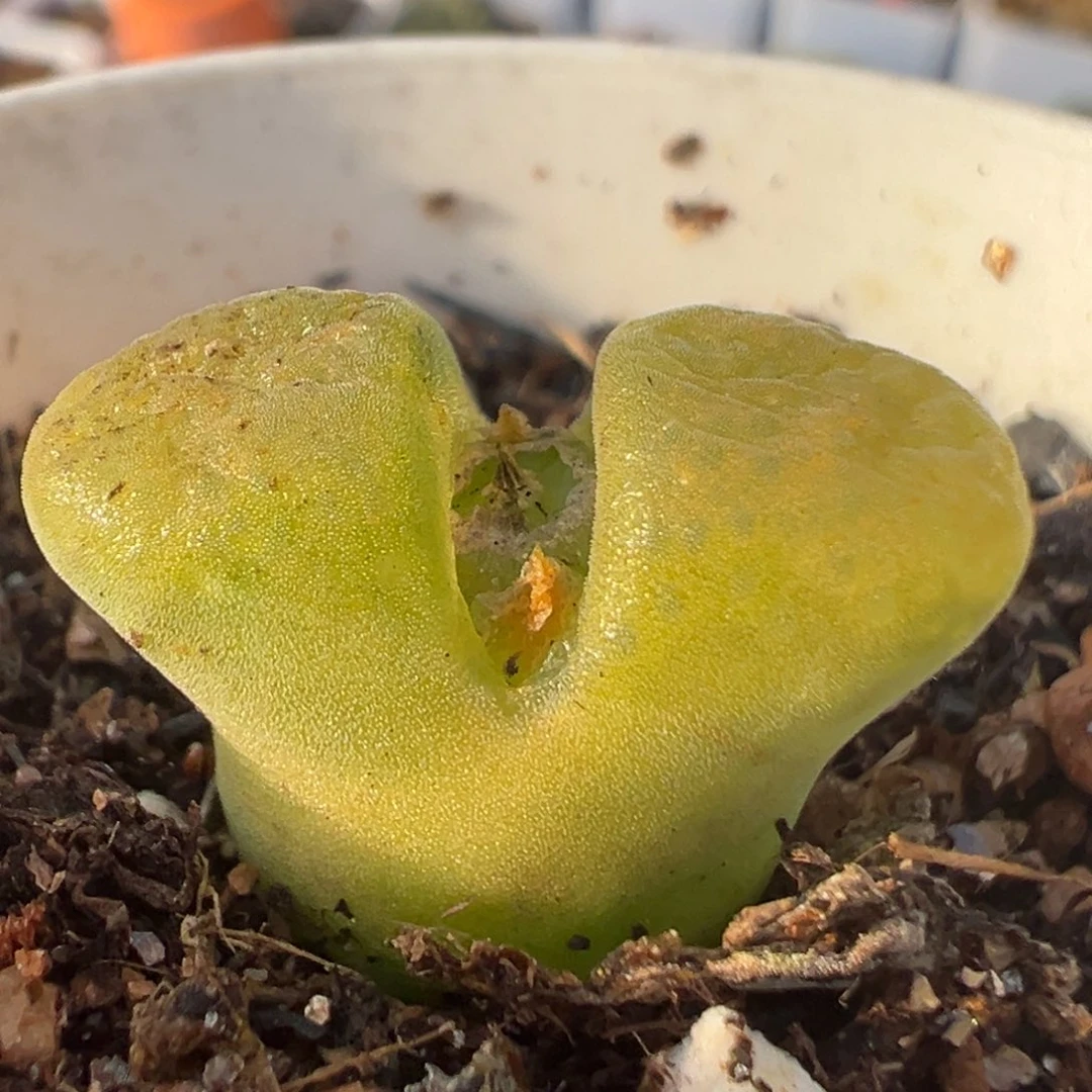 60多肉植物百科知识