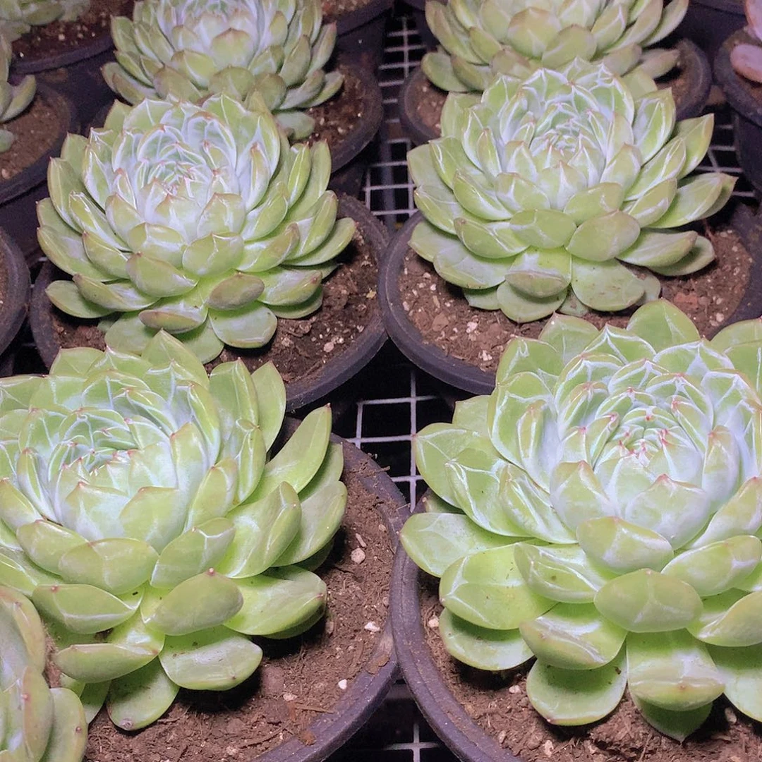 大号雪花珍妮355678899900