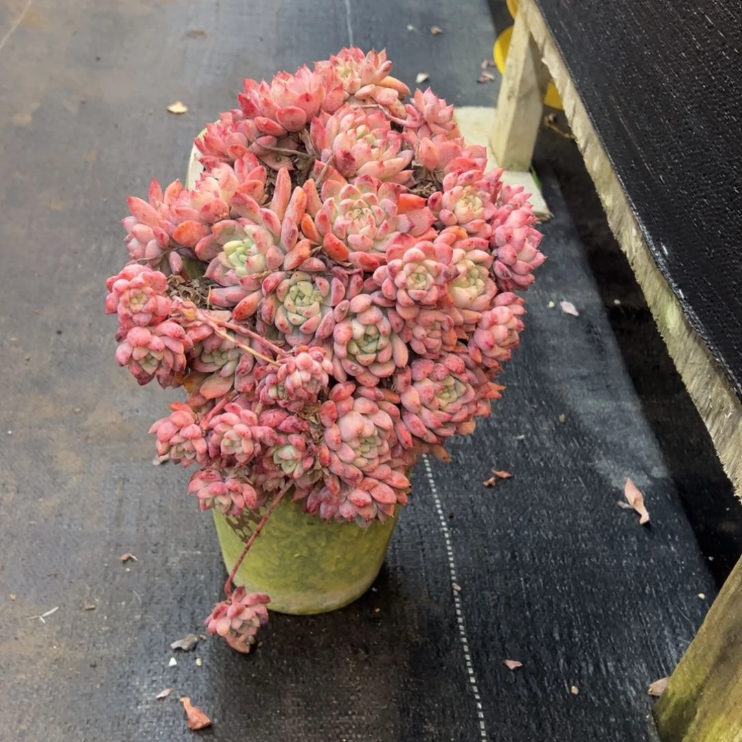 霜花老桩悬崖福利价