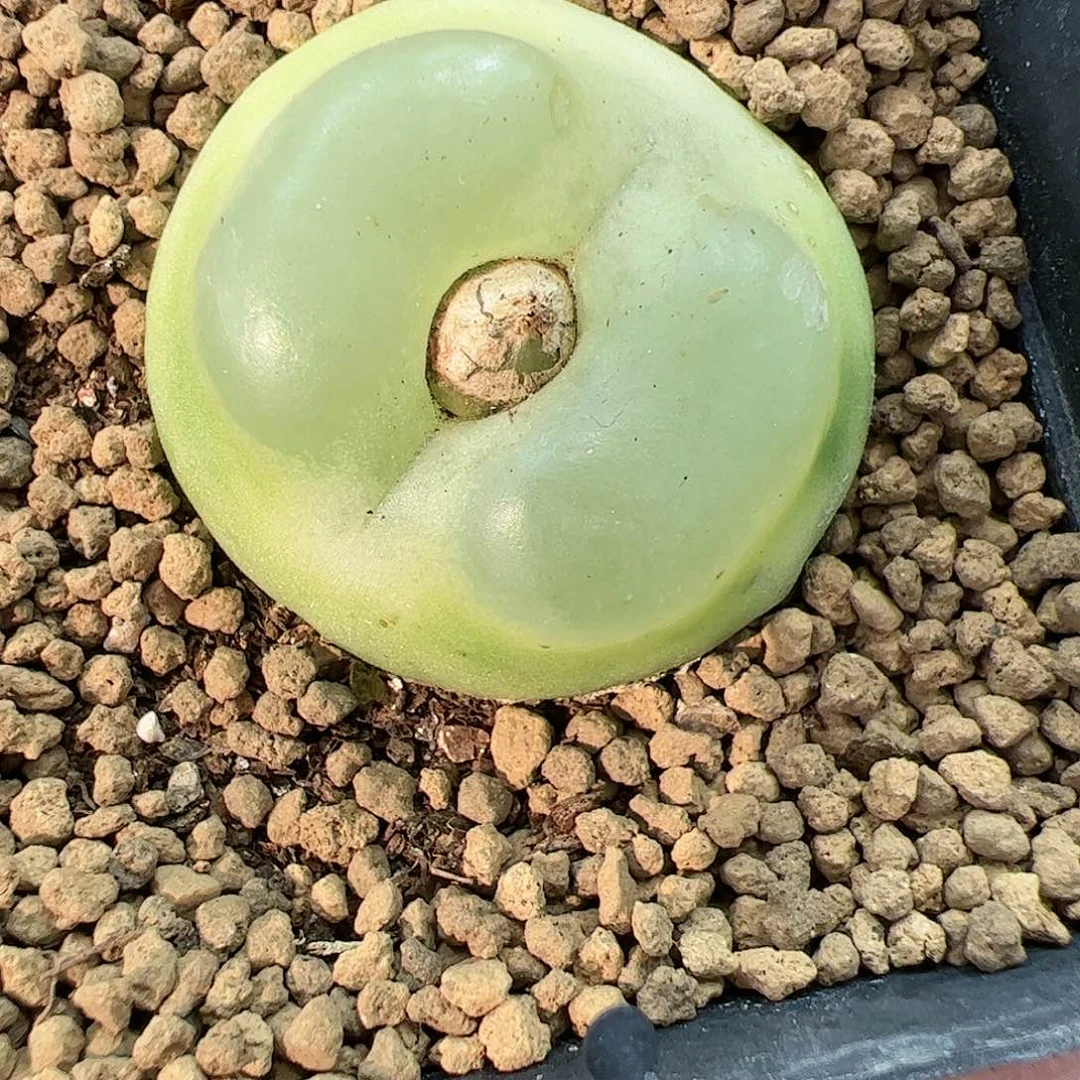 【闪购商品】62 拉登3.2cm