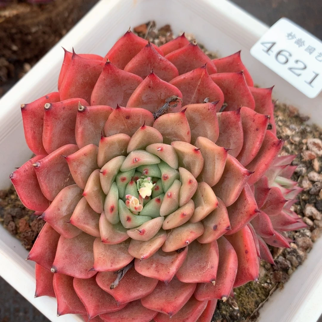 4621杂交多肉植物基地