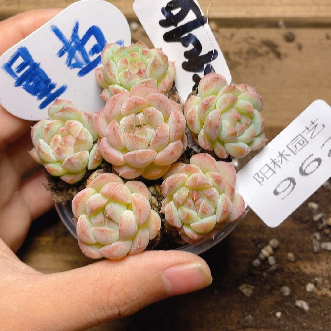 量拍多肉植物多肉植物962