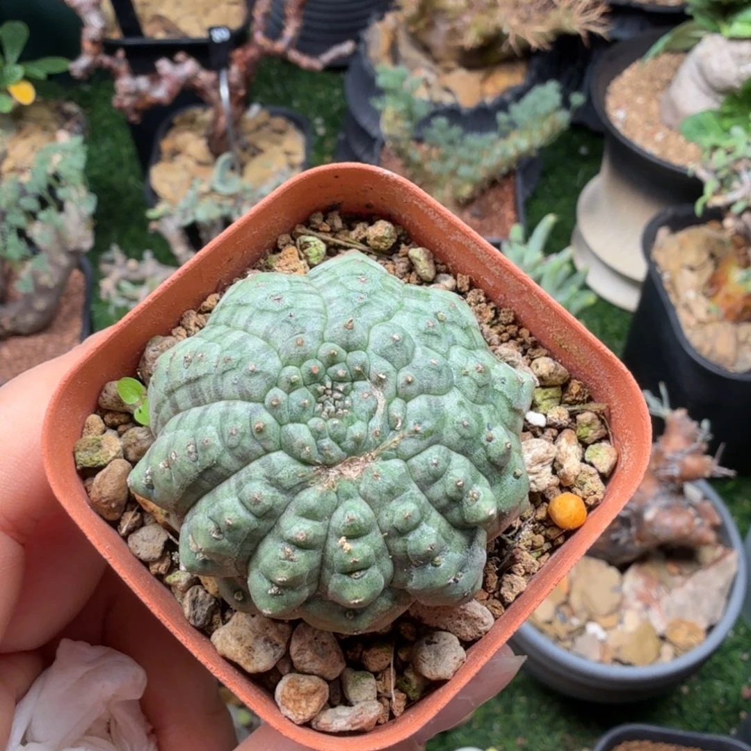 阿****龟甲布纹球556仙人掌