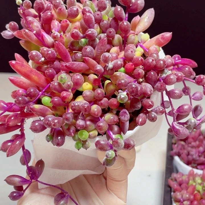 紫玄月样品1盆带盆发货