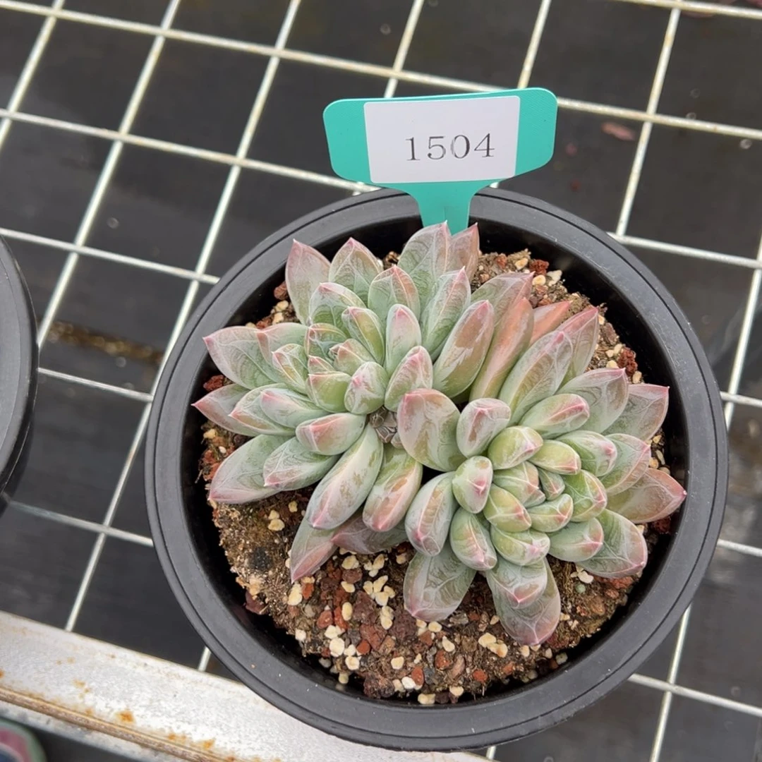 焱1504肉多么多哦多哦