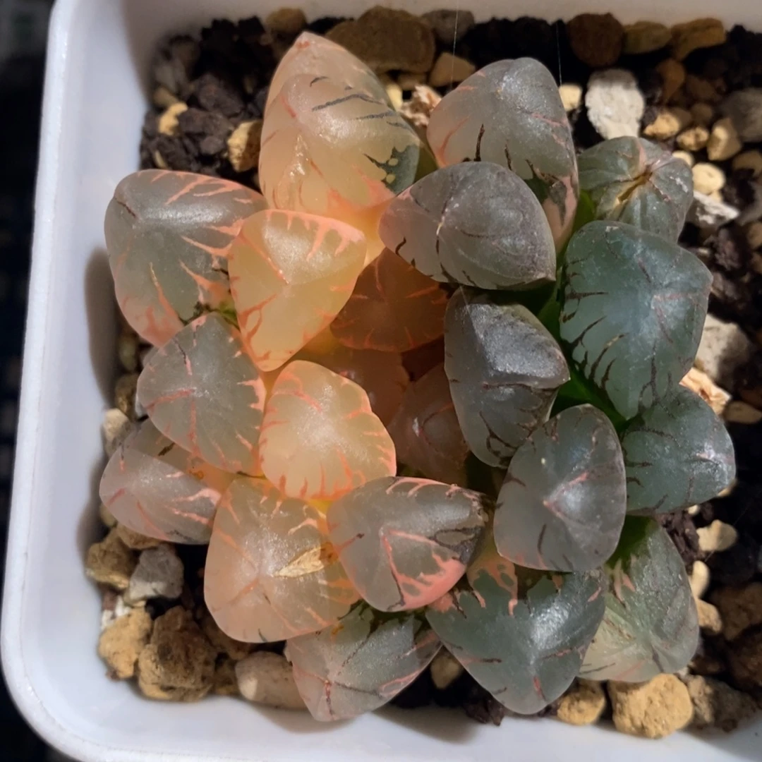 一颗实生雨露锦 特价开播福利