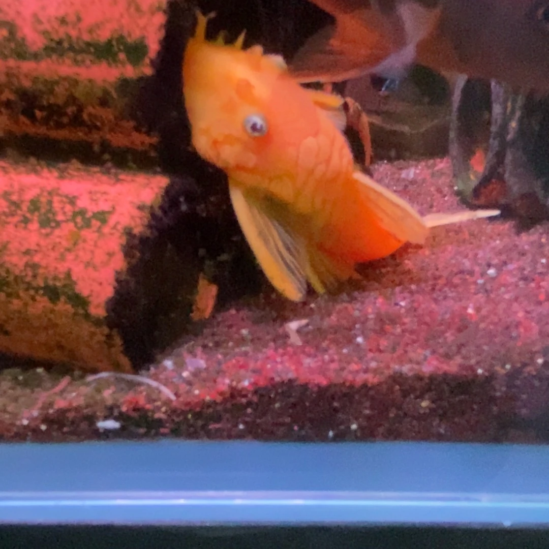红宝石鱼直播胡子大公一条