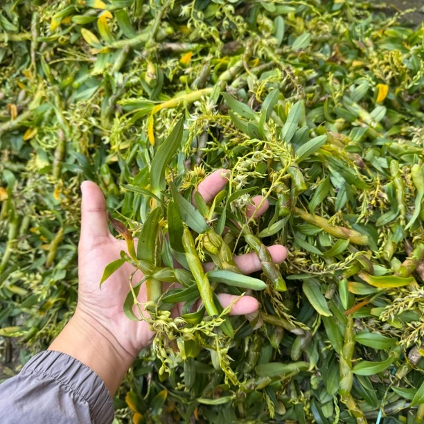 中缅农品   珍虫石斛鲜条