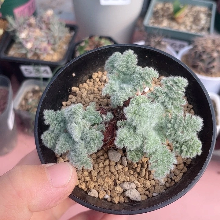 849羽叶杨葵块根植物