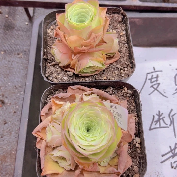 906 裸根不带土发货