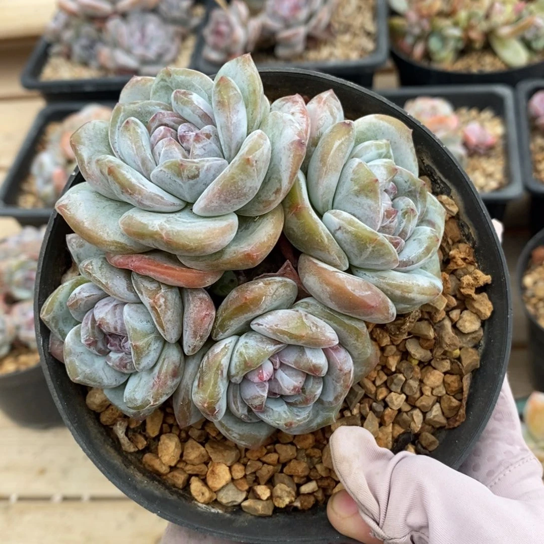 四头包子脸朝上绿底紫心