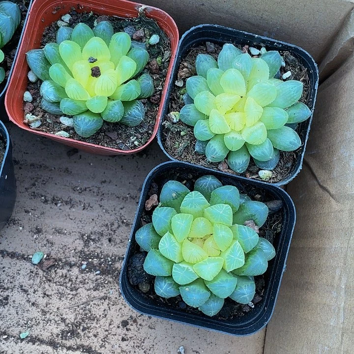 湖泊玉露4.8带盆