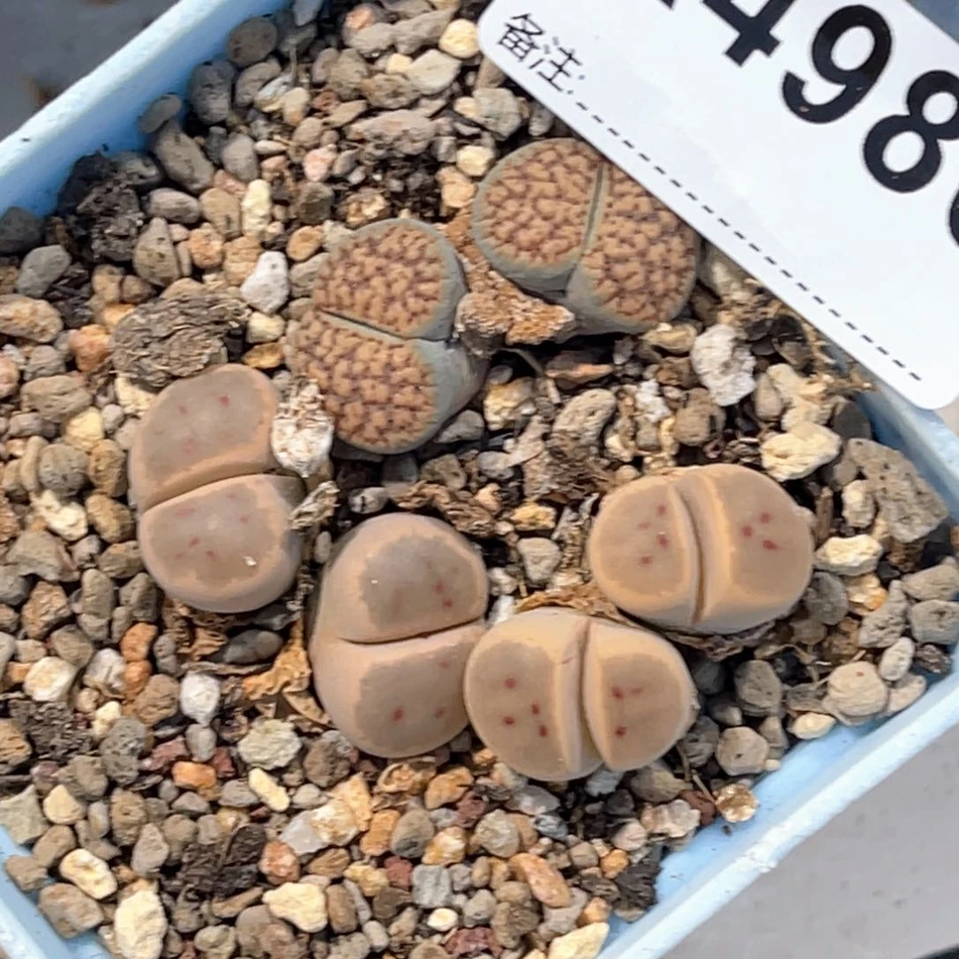 杨***柳4986血点1惜春2专拍