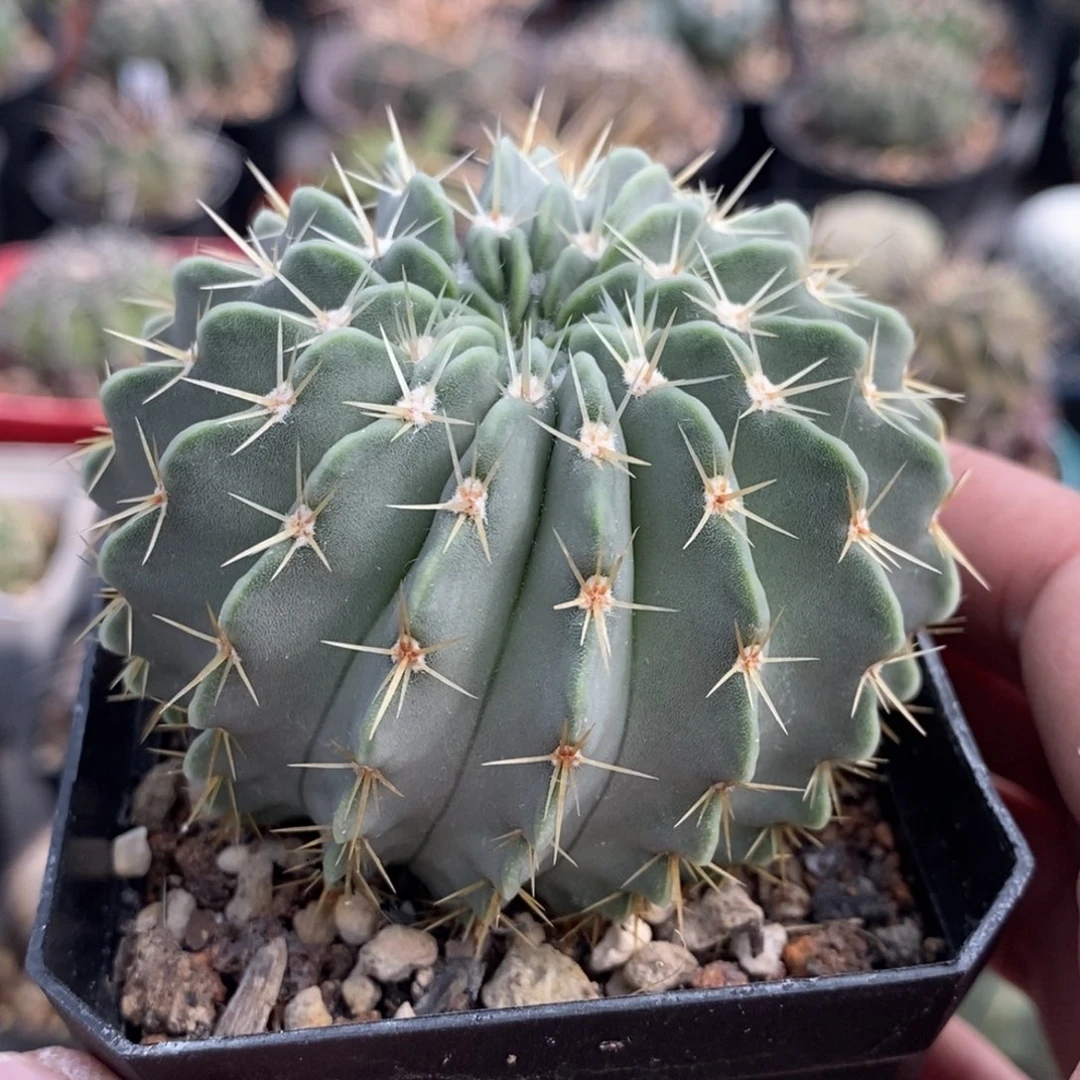 植播园艺优选白狮子