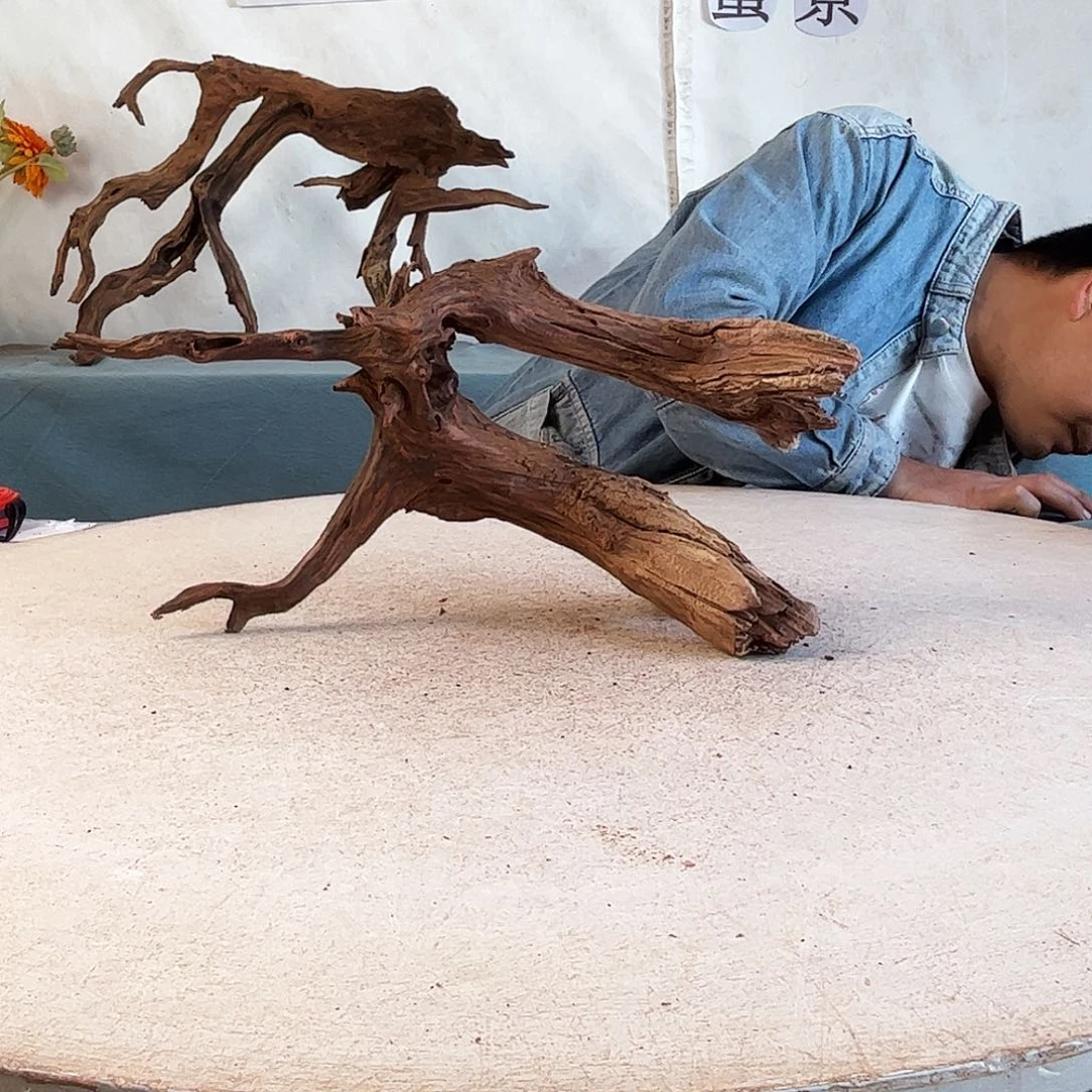 沉木造景爬宠造景