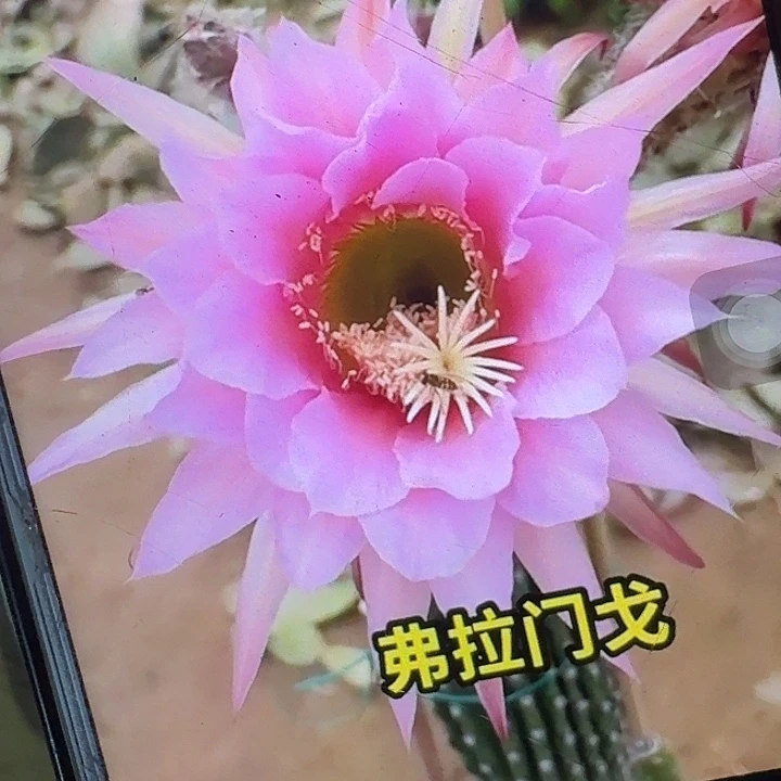 佛拉门戈侧芽5公分毛花柱