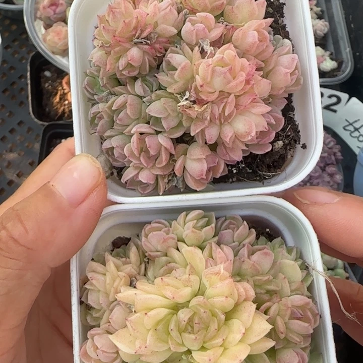 粉白体手捧麦秆两颗