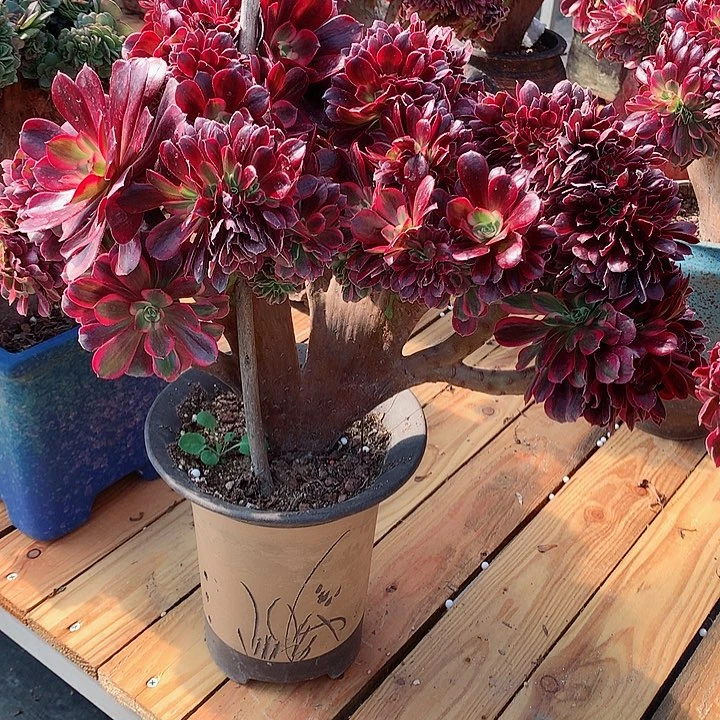 美杜莎朵朵脱土发货啊