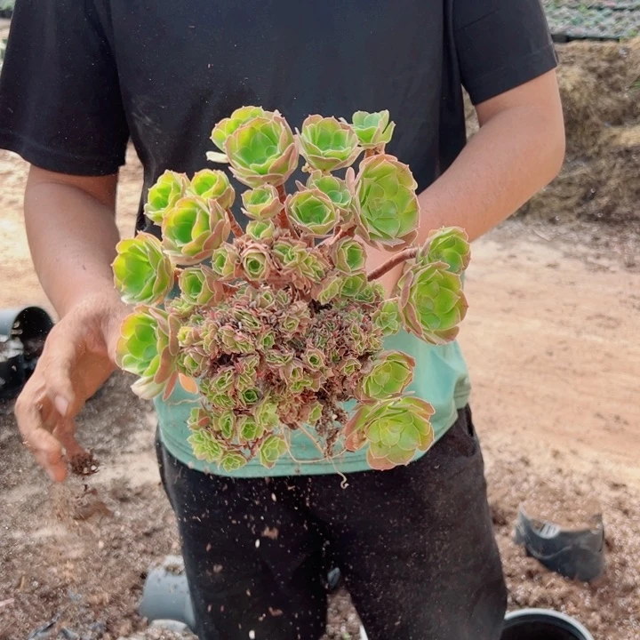 玫瑰朵朵醉话多肉法师