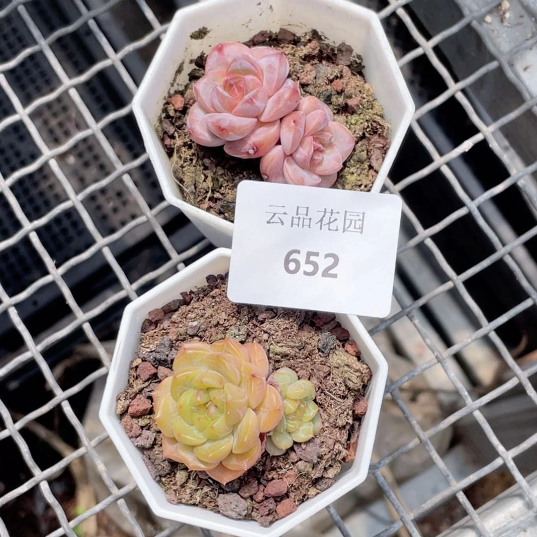 秋***～652号糖心冰心珍妮2