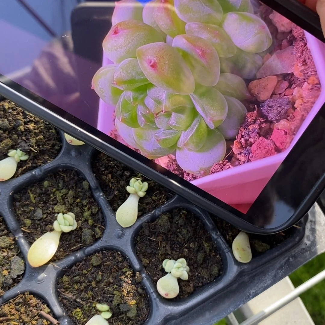 穴盘甜心838叶片带芽一个多肉