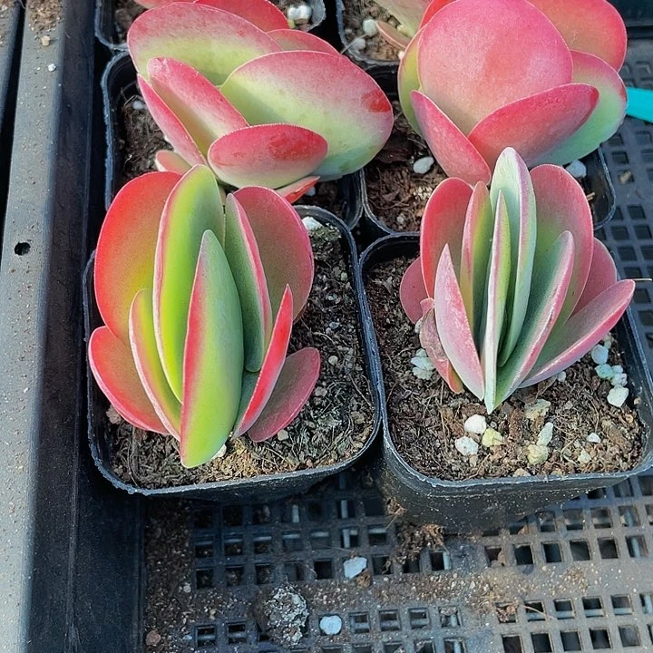 唐印2.8带盆土发