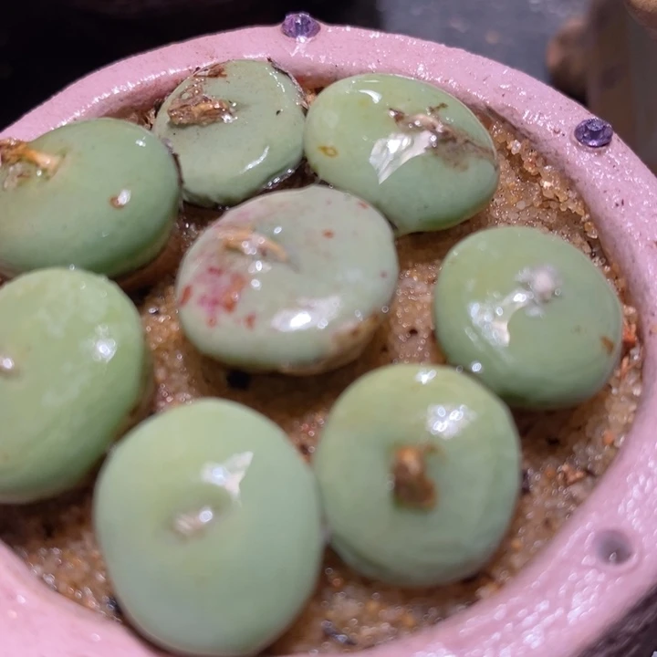 大型紫花饼一颗买1送1