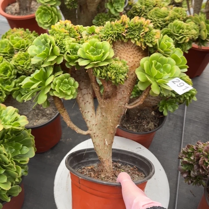 多肉植物绿羊绒缀291