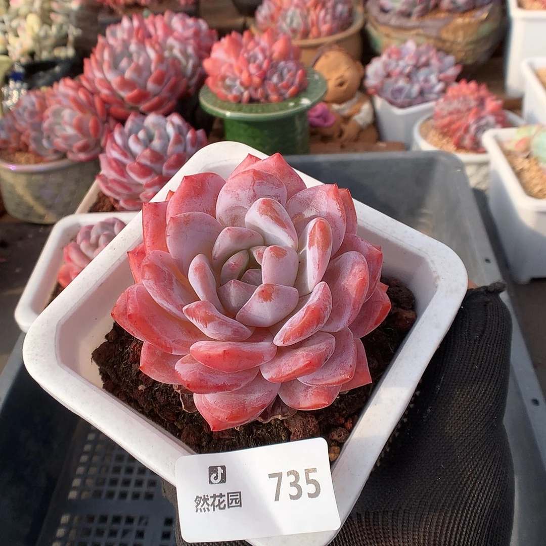 735雪天使多肉植物6666