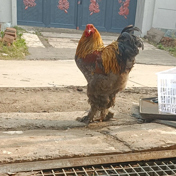 婆罗门鸡，婆罗门鸡肉，整鸡，直播间挑选