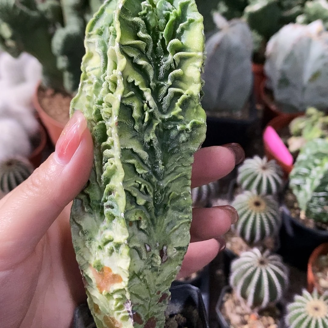 花花草草花花草草
